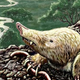 Illustration for article titled This grave robbing mammal outsmarted the dinosaurs by going underground